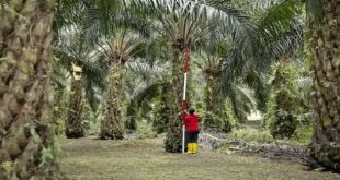 Indonesian court acquits former official in grisly palm oil slavery case